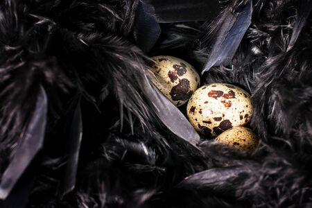 Easter quail eggs on the abstract black texture. Black feathers background, dark mode, art modern decoration. の写真素材