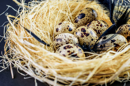 Spotted small quail eggs with black feathers in the hay nest closeup. Dark mode, black background.