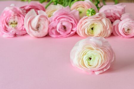 Pink background decorated with bouquet of pastel pink flowers. Spring flowres ranunculus or buttercups closeup. Mom's day, Women day, Valentine day or happy Easter concept. の写真素材