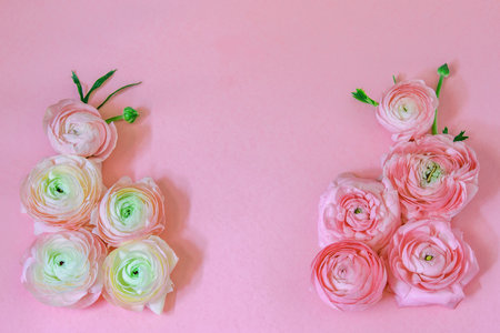 Nice art design of greeting card with ranunculus of pastel pink blossom color. Mom's day, women day...
