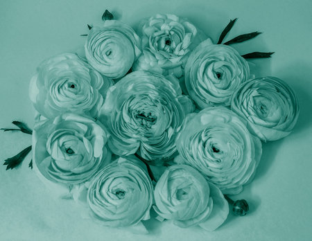 Bouquet of beautiful spring flowers ranunculus or buttercups of the art modern plankton color closeup. Nice greeting card with mothers day, women day or easter. の写真素材