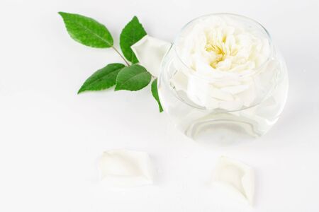 White single rose in the glass on the white background. White cut rose in the water closeup. の写真素材