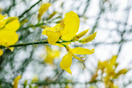 Branch of wet yellow acacia with flowers. Springtime, nature after rain, nice bokeh in sunlights. 