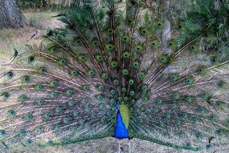 Beautiful colorful peacock's tail on the background of natural park. の写真素材