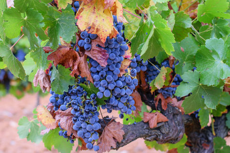 Ripe red bunch grapes on the spanish vineyards. Harvest time. thanksgiving concept.