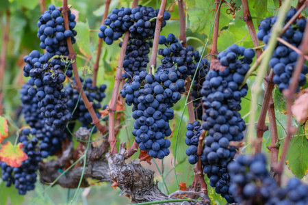 Bunches of ripe grapes in vineyard. Summer time, harvesting concept.