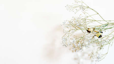 Dry autumn and winter flowers and petals on white background. Seasonals plants for design purpose.の写真素材