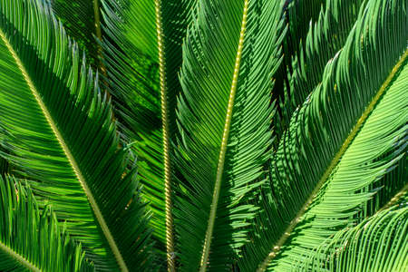 Green leaves of exotic palm tree background close-up. Beauty in nature, gardening concept.の写真素材