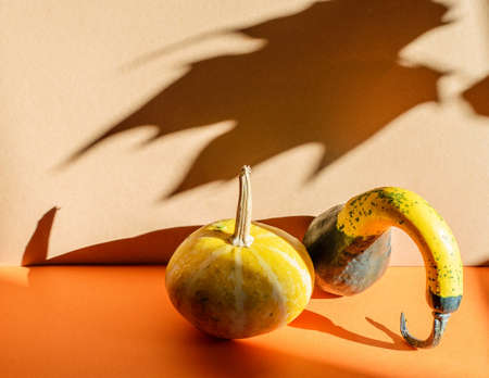 Autumn balance composition with small decorative pumpkins on the orange-beige paper background. Trendy hard long shadows.の写真素材