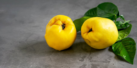 Ripe fresh yellow quince fruits with green leaves on the gray background close up. Nice healthy quince fruit for dessert. Side view, banner photo.の写真素材