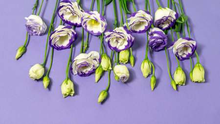 Blue and white lisianthus flowers on the blue background. Flat lay, top view. Nice greeting card...