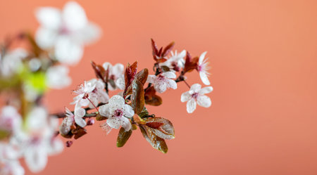 Spring cherry blossom background. Wild cherry flowers on the pink background, ideal for greeting...
