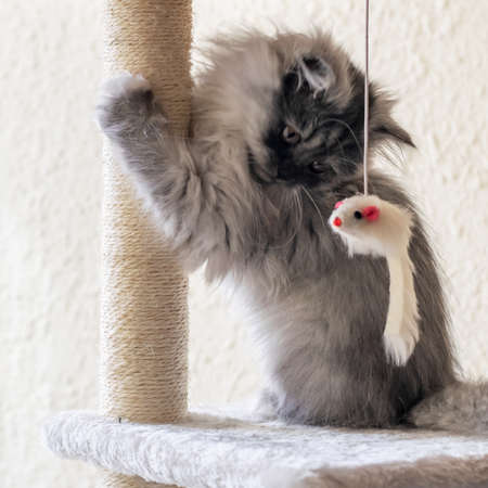Grey little kitten playing with a mouse toy. Turkish angora grey kitten at home. World Pet Day concept, taking care of pets.の写真素材