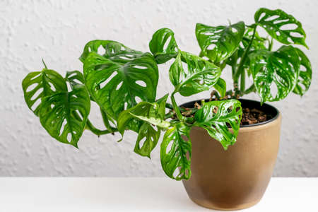 Monstera Monkey Mask in brown pot on the wall background. Tropical mini monstera Monkey Mask potted closeup. Home gardening, taking care of plants concept.の写真素材