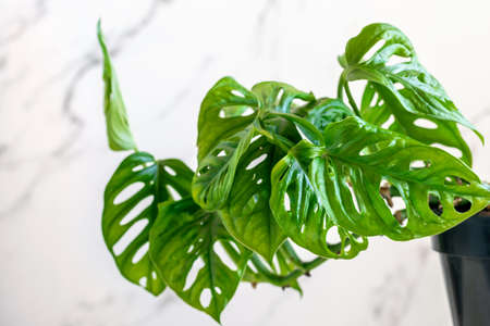 Monstera minimal Monkey Mask closeup. Perforated leaves of home plant Monstera Monkey Mask. Care of tropical home plants, home gardening concept.の写真素材