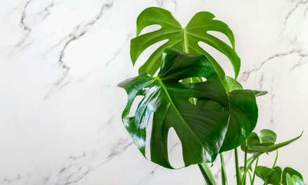 Monstera deliciosa or Swiss Cheese on the marble wall background. Tropical plant Monstera deliciosa closeup. Care of home indoor plants, home gardening .の写真素材