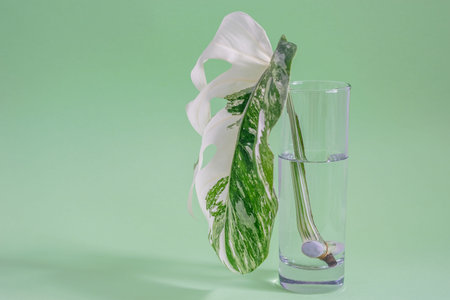 Monstera Half Moon leaf in glass with water closeup. White and green leaf of Monstera variegada. The stalk of monstera variegada in water. Cultivation of home tropical plant.Turquoise background, space for your text.の写真素材