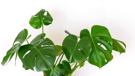 Monstera deliciosa on the white wall background. Monstera perforated  leaves closeup. Home garden caring concept.の写真素材