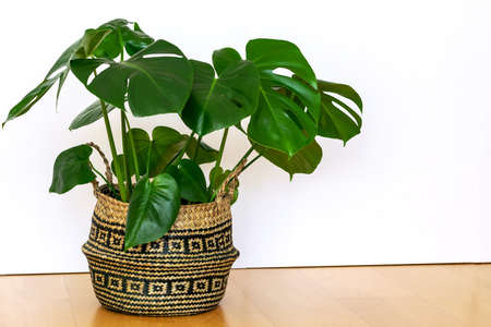 Monstera deliciosa in modern eco friendly flower pot. Tropical monstera in home interior. Home garden caring concept.の写真素材