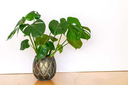 Monstera deliciosa tropical plant potted in beautiful flower pot on the white wall background. Home exotic plants caring concept.の写真素材