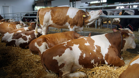 Cows in stable. Cows on the straw in the stableの写真素材