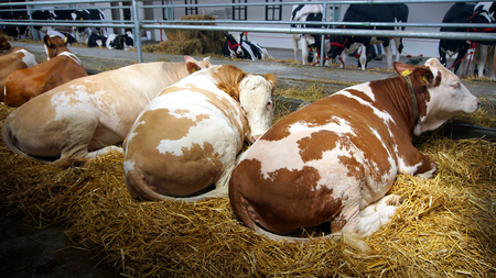 Cows lying on the straw in the stableの写真素材