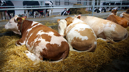 Cows lying on the straw in the stableの写真素材