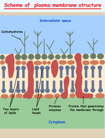 plasma membrane structure for education conceptのイラスト素材