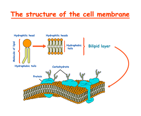 cell membrane structure. Education vector illustrationのイラスト素材