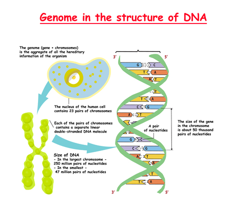 Genome in the structure of DNA. genome sequence. Telomere is a repeating sequence of double-stranded DNA. Nucleotide, Phosphate, Sugar, and bases. education vectorのイラスト素材