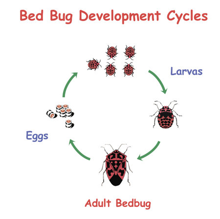 Bed Bug Development round Cycles. Education vector illustration.