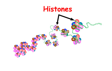 Histone in the structure of DNA. genome sequence. Nucleotide, Phosphate, Sugar, and bases. education vectorのイラスト素材