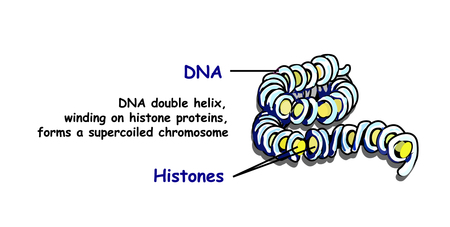 Genome in the structure of DNA. genome sequence. Telo mere is a repeating sequence of double-stranded DNA light vectorのイラスト素材