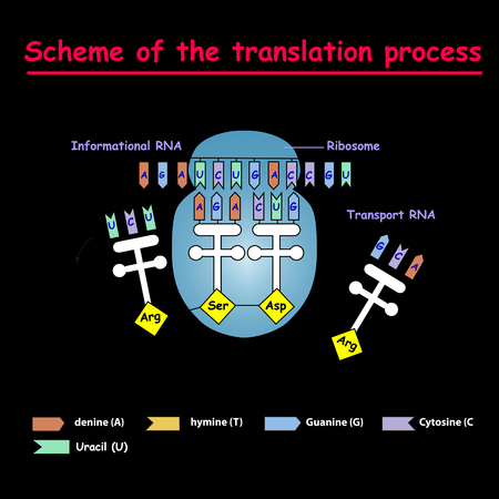 Scheme of the translation process. syntesis of mRNA from DNA in the nucleus. The mRNA decoding ribosome is a binding sequence for mRNA codons.のイラスト素材