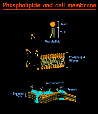 Phospholipides and Cell mambrains. cell membrane structure info graphic on black background isolated. Education vector illustrationのイラスト素材