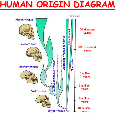 Evolution Of The Skull , An Evolutionary Timeline of Homo Sapiens – CXDHVT