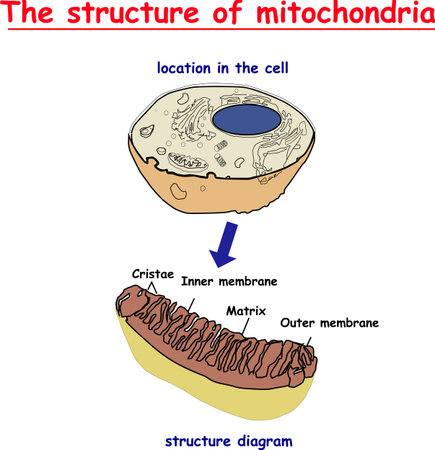 Structure and components of a typical mitochondrion.のイラスト素材