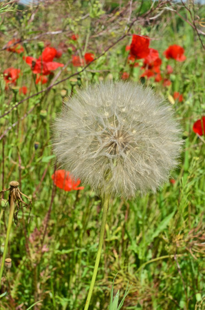 Ripe Dandelion and Poppy flowers in the fieldの写真素材
