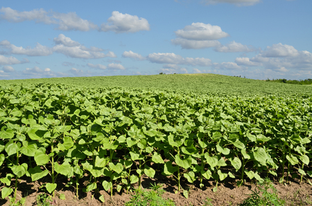 Sunflower field in early springの写真素材