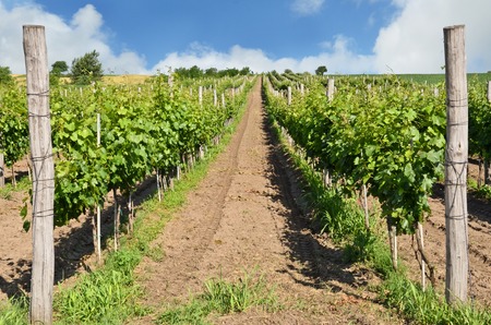 Small vineyard in Europeの写真素材