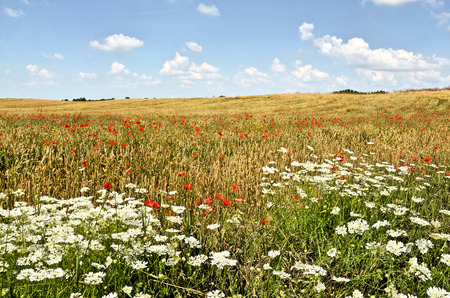 Wheat farm in summerの写真素材
