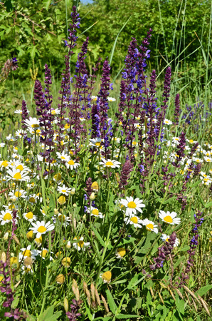 Wild herbs in summerの写真素材
