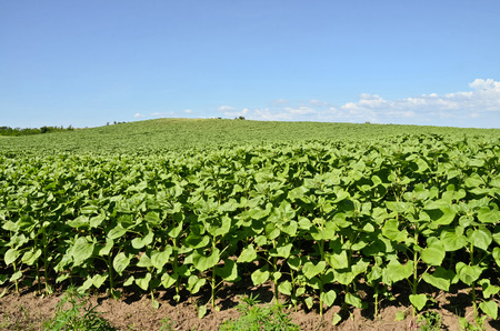 Unripe sunflowerの写真素材