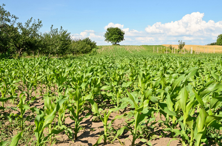 Green cornfield and lonely treeの写真素材