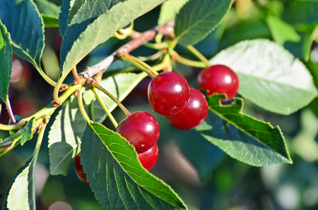 Cherry orchardの写真素材