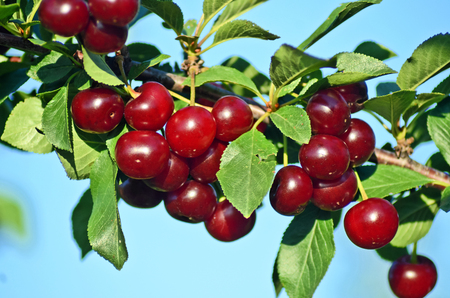 Cherry orchardの写真素材