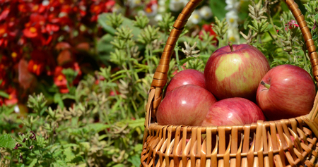 Red apples in the basketの写真素材