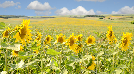 Sunflower field in Europeの写真素材