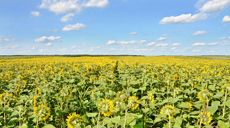 Sunflower field in Europeの写真素材