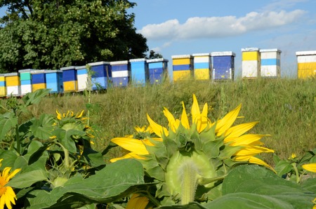 Beekeeping in Europeの写真素材